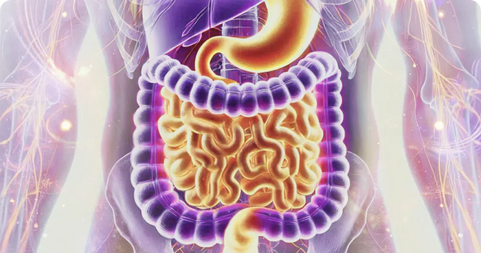 Gut Health & Digestion