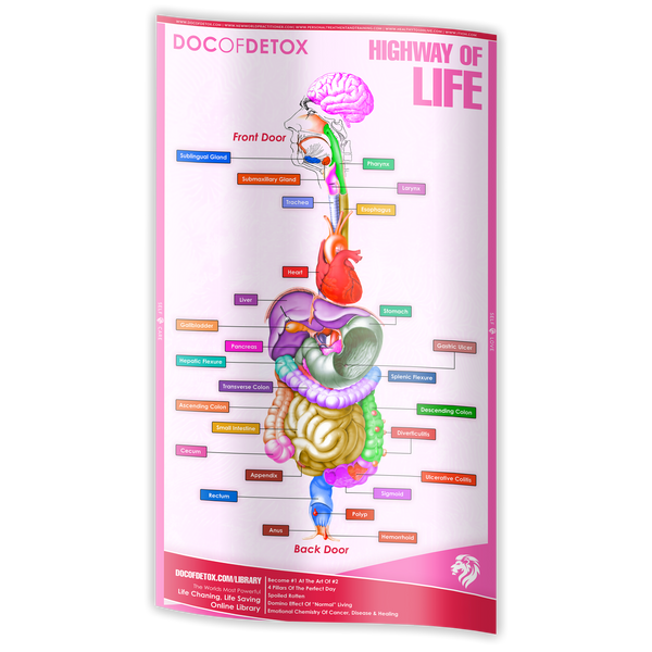 Posters (Digestive Tract and Colon Chart)