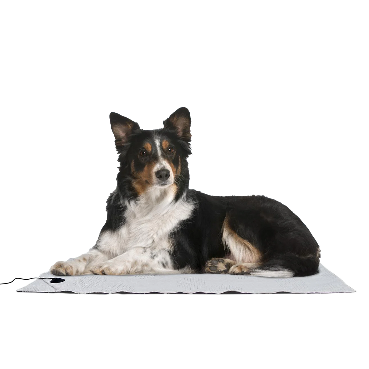 LifeGuard Grounding Pet Bed