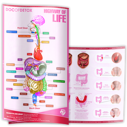 Posters (Digestive Tract and Colon Chart)